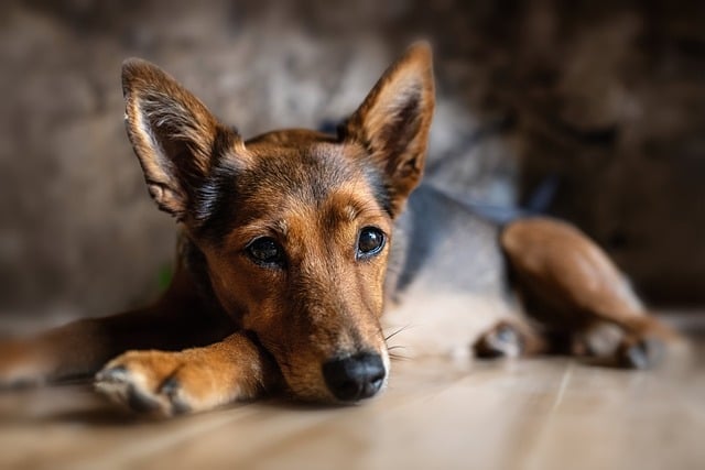 Beyond Service: The Deep Bond of Professional Pet Sitters with Animals