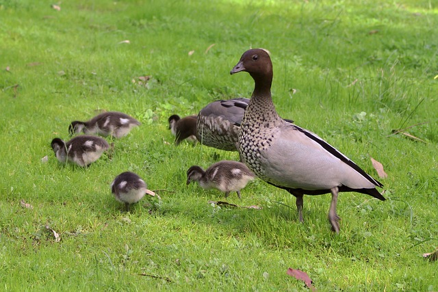 Lawn Care and Landscaping: Nurturing Your Green Oasis