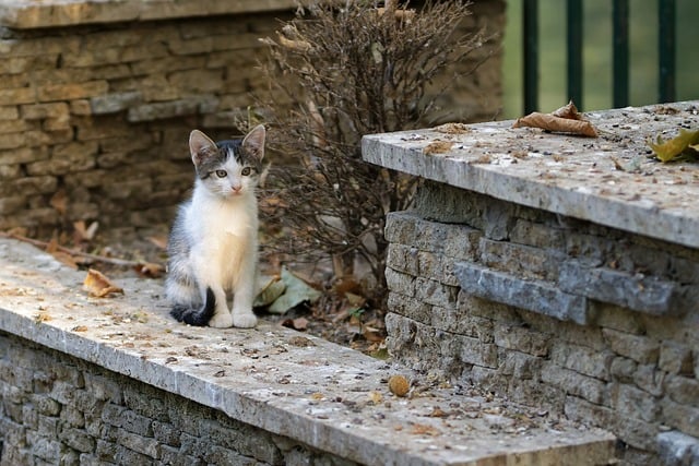 Pet Sitting Adventures: Transforming Daily Routines for Joyful Pets