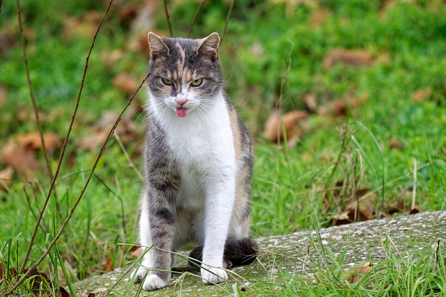 Reliable Dog Walkers: Ensuring Quality Care for Your Pets