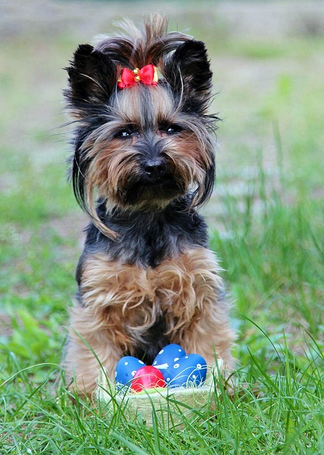 pet-sitting-640x480-55042146.jpeg