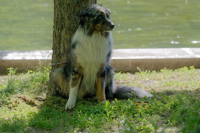 pet-sitting-640x480-6960264.jpeg