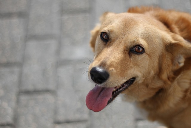 Pet Sitting & Dog Walking: Tips for Comfortable, Safe Home Care